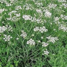 Attēlu rezultāti vaicājumam “Carum carvi leaf”