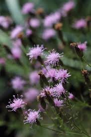 Attēlu rezultāti vaicājumam “Serratula tinctoria flower”