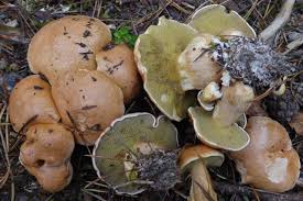 Attēlu rezultāti vaicājumam “Suillus bovinus”