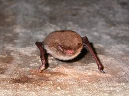 Attēlu rezultāti vaicājumam “Myotis daubentonii”