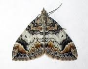 Attēlu rezultāti vaicājumam “Dysstroma truncata”