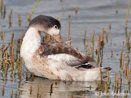 Attēlu rezultāti vaicājumam “Tadorna tadorna juvenile”