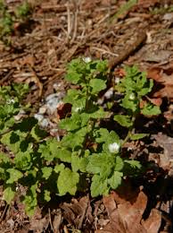 Attēlu rezultāti vaicājumam “Veronica agrestis leaf”