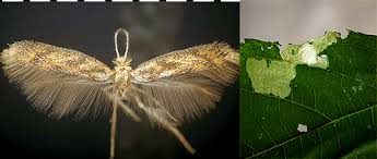 Attēlu rezultāti vaicājumam “Tischeriidae”