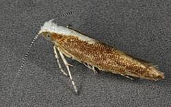 Attēlu rezultāti vaicājumam “Argyresthia albistria”