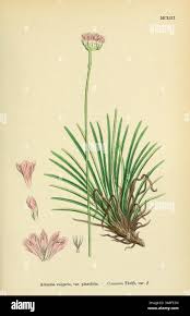 Attēlu rezultāti vaicājumam “Armeria vulgaris leaf”