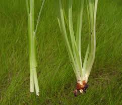 Attēlu rezultāti vaicājumam “Triglochin maritimum fruit”