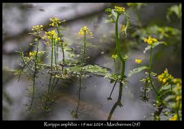 Attēlu rezultāti vaicājumam “Rorippa amphibia”