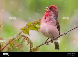 Attēlu rezultāti vaicājumam “Carpodacus erythrinus adult”
