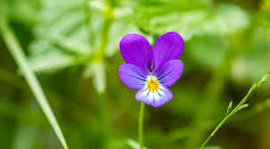 Attēlu rezultāti vaicājumam “Viola tricolor leaf”