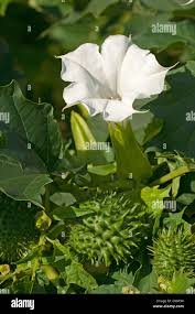 Attēlu rezultāti vaicājumam “Datura stramonium fruit”