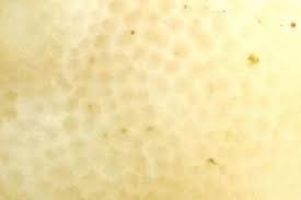 Attēlu rezultāti vaicājumam “Antrodiella semisupina”