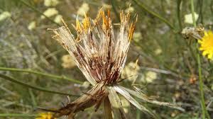Attēlu rezultāti vaicājumam “Hypochaeris radicata fruit”