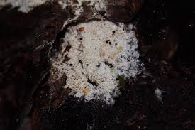 Attēlu rezultāti vaicājumam “Craterium minutum stalked”