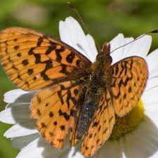 Attēlu rezultāti vaicājumam “Boloria dia upperside”