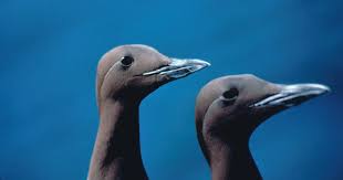 Image result for Uria aalge