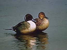 Attēlu rezultāti vaicājumam “Anas acuta”