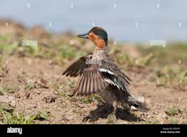 Attēlu rezultāti vaicājumam “Anas crecca male”