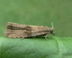 Attēlu rezultāti vaicājumam “Celypha striana”