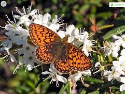 Attēlu rezultāti vaicājumam “Boloria eunomia underside”