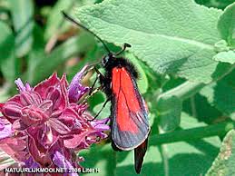 Attēlu rezultāti vaicājumam “Zygaena minos”