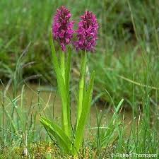 Attēlu rezultāti vaicājumam “Dactylorhiza incarnata leaf”