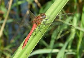 Attēlu rezultāti vaicājumam “Sympetrum sanguineum male”