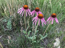 Image result for Echinacea angustifolia