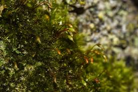 Attēlu rezultāti vaicājumam “Rhynchostegiella tenella”