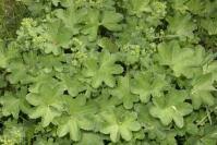 Attēlu rezultāti vaicājumam “Alchemilla subcrenata”