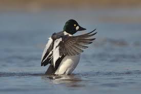 Attēlu rezultāti vaicājumam “Bucephala clangula male”