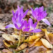 Image result for Herbstzeitlose