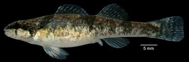 Attēlu rezultāti vaicājumam “Tritomaria exsecta”