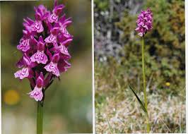 Attēlu rezultāti vaicājumam “Dactylorhiza traunsteineri”