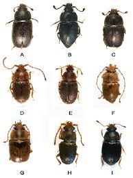Attēlu rezultāti vaicājumam “Nitidulidae”