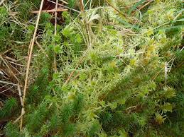 Attēlu rezultāti vaicājumam “Polytrichales”