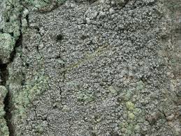 Attēlu rezultāti vaicājumam “Lecanactis abietina”