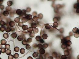 Attēlu rezultāti vaicājumam “Lamproderma pulchellum”