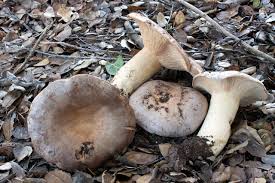 Attēlu rezultāti vaicājumam “Lactarius”