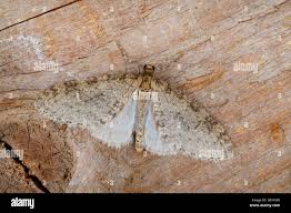 Attēlu rezultāti vaicājumam “Trichopteryx carpinata”