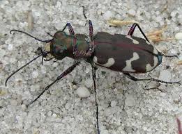 Attēlu rezultāti vaicājumam “Cicindela hybrida”
