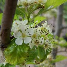 Attēlu rezultāti vaicājumam “Crataegus persimilis fruit”