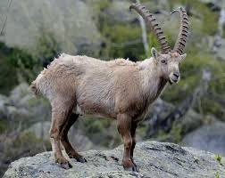 Attēlu rezultāti vaicājumam “Capra”