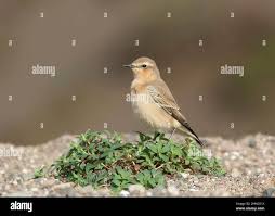 Attēlu rezultāti vaicājumam “Oenanthe oenanthe juvenile”