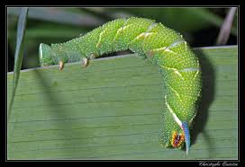 Attēlu rezultāti vaicājumam “Mimas tiliae”