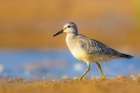 Attēlu rezultāti vaicājumam “Calidris canutus”