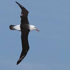 Image result for Thalassarche melanophris