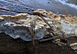 Attēlu rezultāti vaicājumam “Phlebia serialis”