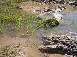 Image result for rosa aquatica