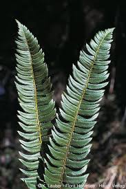 Attēlu rezultāti vaicājumam “Polystichum lonchitis”